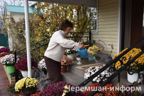 Чирмешәндә Гариповлар ишегалдында 85 чүлмәктә хризантема үсә