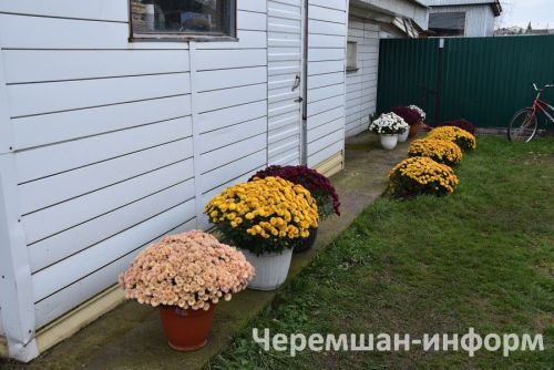 Чирмешәндә Гариповлар ишегалдында 85 чүлмәктә хризантема үсә