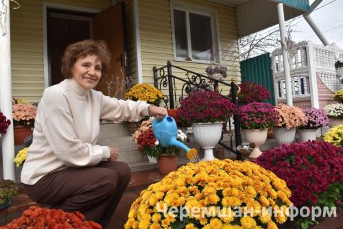 Чирмешәндә Гариповлар ишегалдында 85 чүлмәктә хризантема үсә