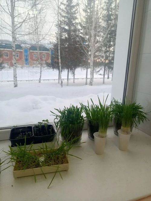 Хозяйства Черемшанского района планируют увеличить площади под подсолнечником