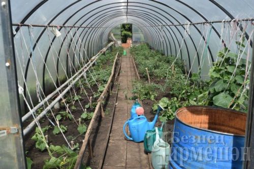 Теплицадагы корткычлардан арынуның гади ысулы