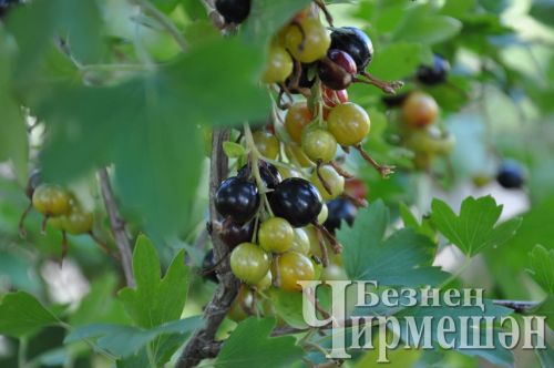 Җимеш агачларын корткычлардан эшкәртергә онытмагыз!