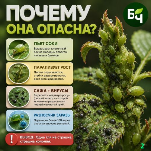 Почему тля опасна? (карточки)