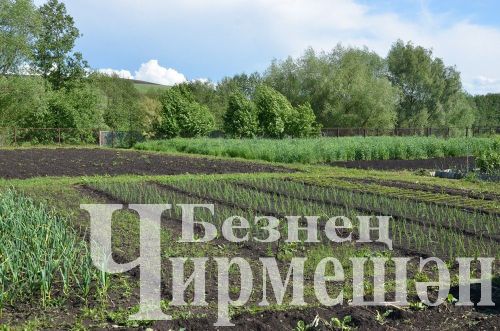 Сарымсак укларын өздегезме әле?