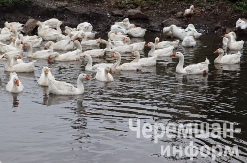 Бәркәтәдән Фазыл Садртдинов токымлы казлар үстерә