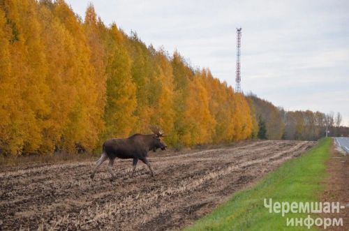 Внимание водителям: из‑за гона лоси стали чаще появляться на дорогах