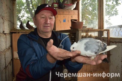Керкәледә Мисбаховлар үз зоопаркларында фазаннар, тавислар асрыйлар