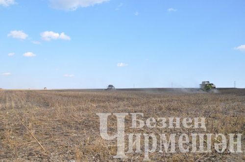 "БИО-АГРО" җәмгыяте Мордва Афонькәсе авылы янәшәсендә көнбагыш суктыра (ФОТОРЕПОРТАЖ)