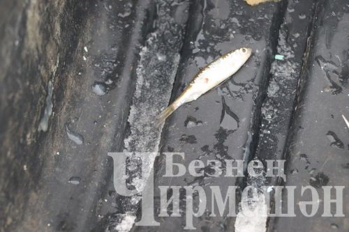 На Новоильмовском пруду соревновались рыбаки (ФОТОРЕПОРТАЖ)
