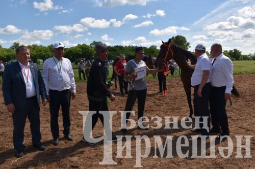 Чирмешән Сабан туе 2024: атлар узышы һәм Аударыш ярышы (ФОТОРЕПОРТАЖ)
