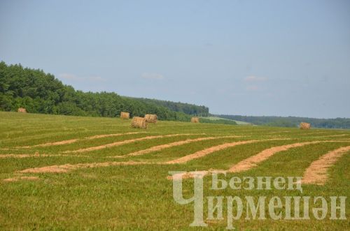 Яңа Элмәле халкы терлек азыгы әзерли (ФОТОРЕПОРТАЖ)