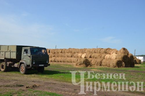 Яңа Элмәле халкы терлек азыгы әзерли (ФОТОРЕПОРТАЖ)