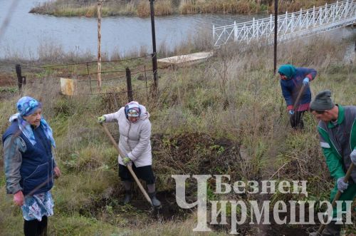 В Амирове у белого моста посадили 60 берез