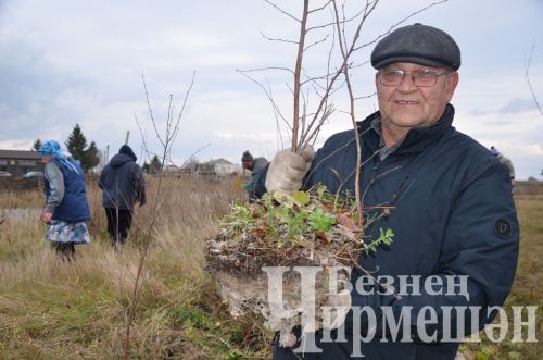 В Амирове у белого моста посадили 60 берез