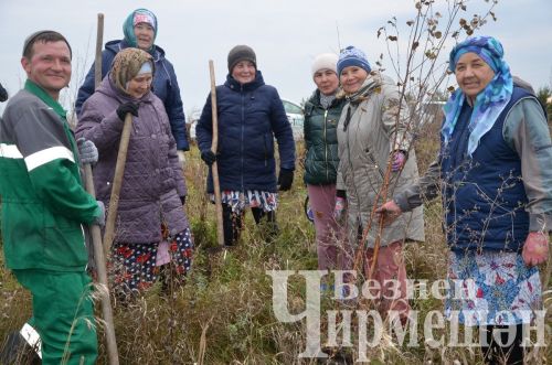 В Амирове у белого моста посадили 60 берез