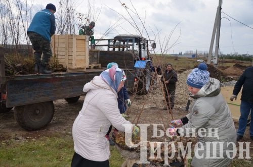 В Амирове у белого моста посадили 60 берез
