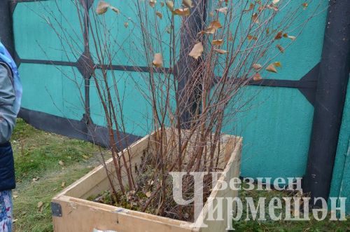 В Амирове у белого моста посадили 60 берез