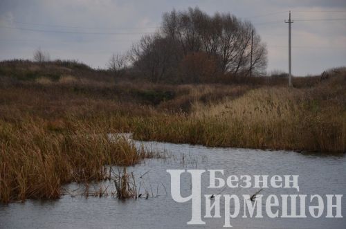 В Амирове у белого моста посадили 60 берез