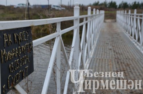 В Амирове у белого моста посадили 60 берез