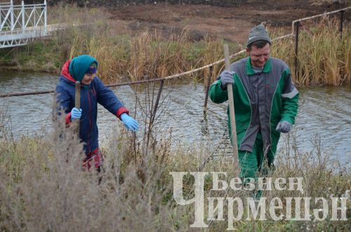 В Амирове у белого моста посадили 60 берез