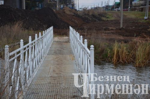 В Амирове у белого моста посадили 60 берез