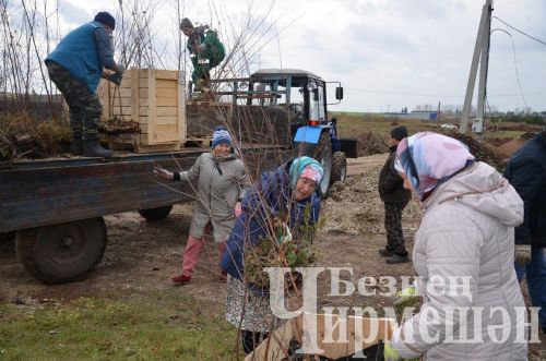 В Амирове у белого моста посадили 60 берез