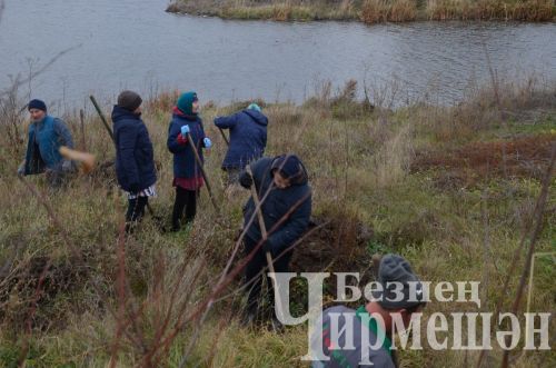 В Амирове у белого моста посадили 60 берез