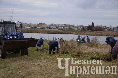 В Амирове у белого моста посадили 60 берез