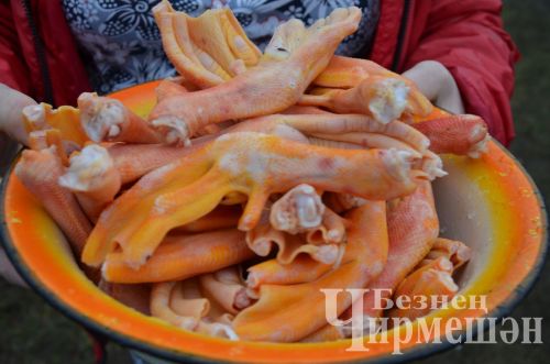 В хозяйстве Альфии Хисамовой из Старого Кадеева прошел праздник гусиного пера (ФОТОРЕПОРТАЖ)