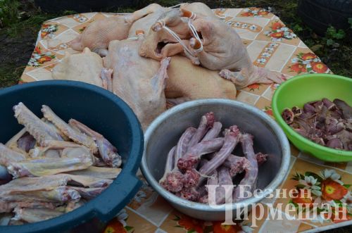 В хозяйстве Альфии Хисамовой из Старого Кадеева прошел праздник гусиного пера (ФОТОРЕПОРТАЖ)
