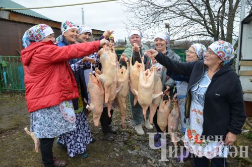 В хозяйстве Альфии Хисамовой из Старого Кадеева прошел праздник гусиного пера (ФОТОРЕПОРТАЖ)