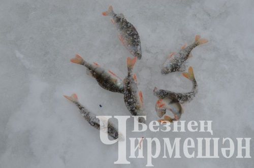 Чирмешән районында үткән балыкчылар ярышыннан 74 фото