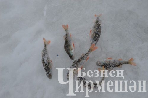 Чирмешән районында үткән балыкчылар ярышыннан 74 фото