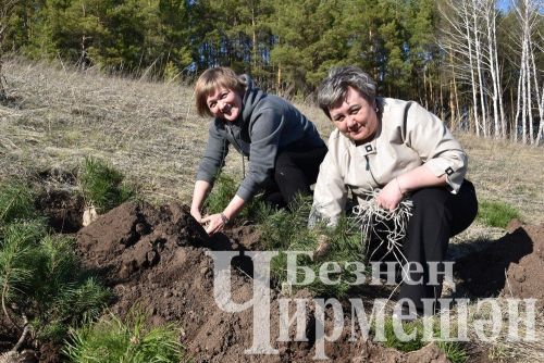 Чирмешәнлеләр "Хәтер бакчасы" акциясенә кушылды (ФОТОРЕПОРТАЖ)