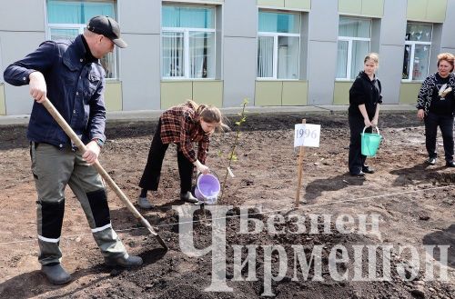 Лашман мәктәбе янында бакча утырттылар (ФОТОРЕПОРТАЖ)