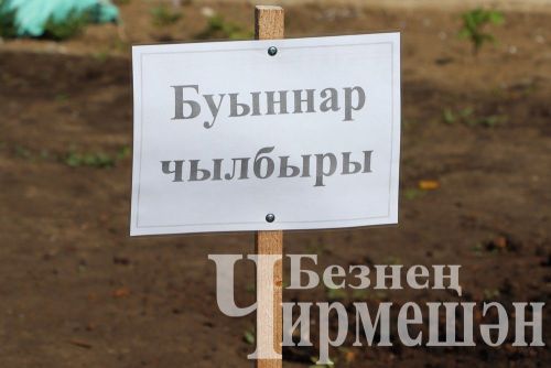 Лашман мәктәбе янында бакча утырттылар (ФОТОРЕПОРТАЖ)