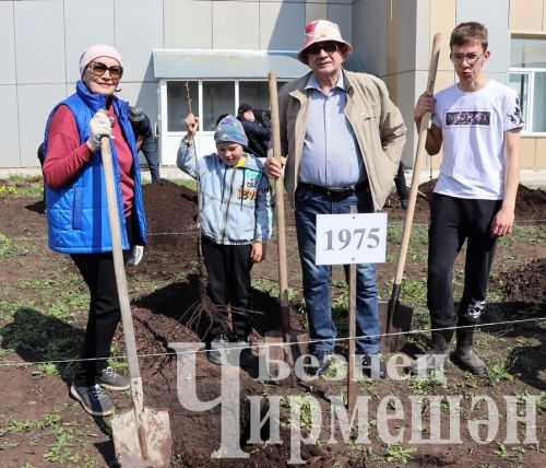 Лашман мәктәбе янында бакча утырттылар (ФОТОРЕПОРТАЖ)