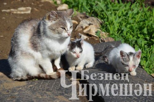 Объективта  - Бәркәтә авылы уңганнары