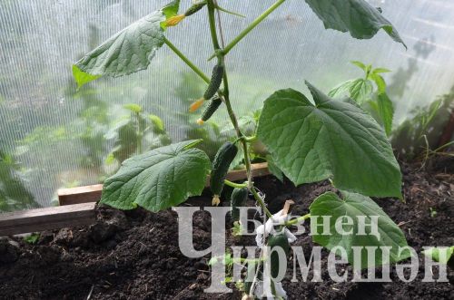 Объективта  - Бәркәтә авылы уңганнары