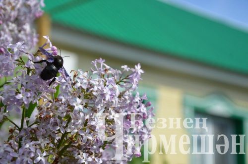 Объективта  - Бәркәтә авылы уңганнары