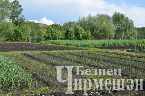 Объективта  - Бәркәтә авылы уңганнары