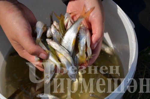Чирмешәнлеләр Яңа Элмәле буасында балыкчылар ярышында көч сынашты (ФОТОРЕПОРТАЖ)