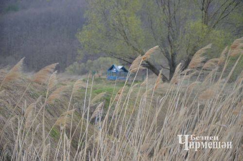 И черемшанцы присоединились к акции "Сад памяти" (ФОТОРЕПОРТАЖ)