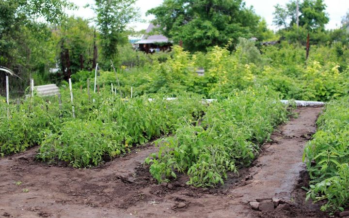 Что предпринять, чтобы между грядками не росли сорняки