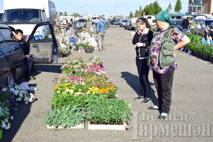 На прошедшей ярмарке в Черемшане был большой выбор цветов