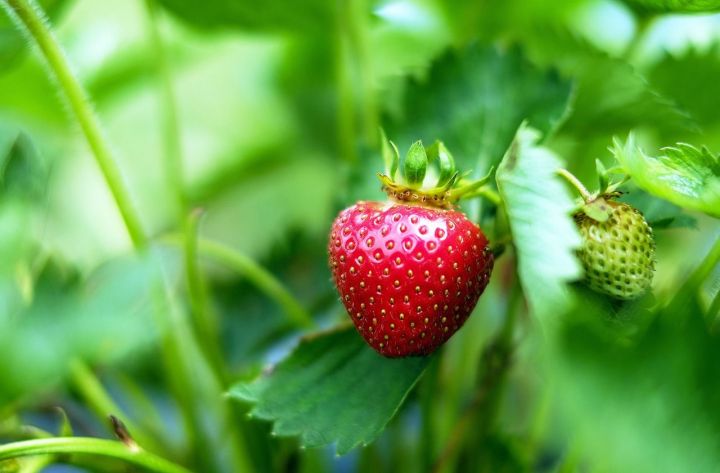 5 секретов осенней посадки клубники