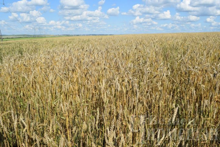 В Черемшане нужно повышать престиж агрономов