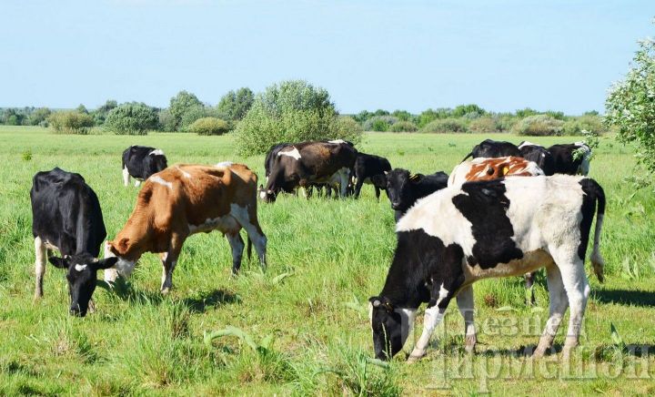 В Черемшанском районе есть больные лейкозом коровы