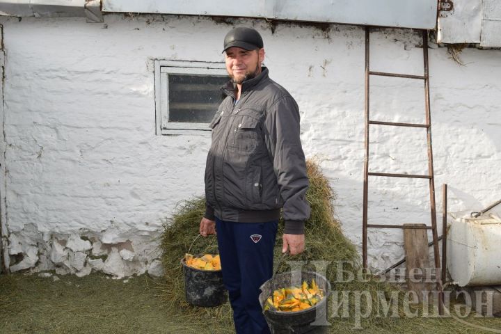 В селе Черный Ключ Черемшанского района будет еще одна мини-ферма
