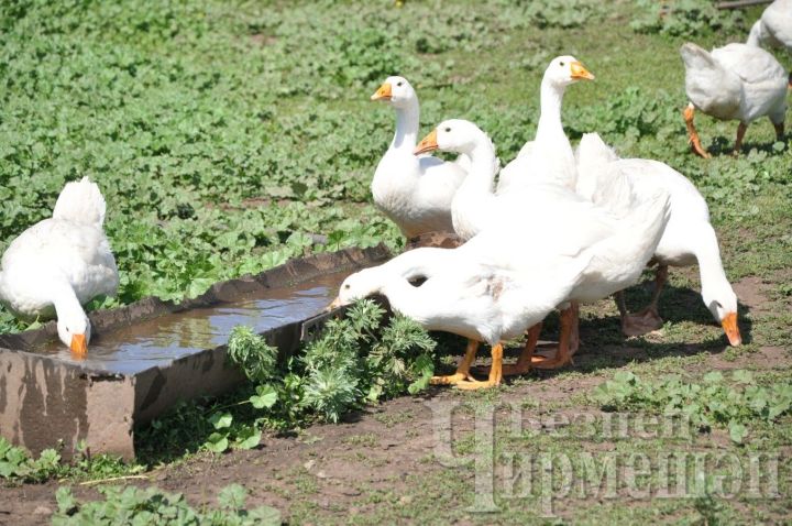 Черемшанцев предупреждают об опасном для домашней птицы заболевании
